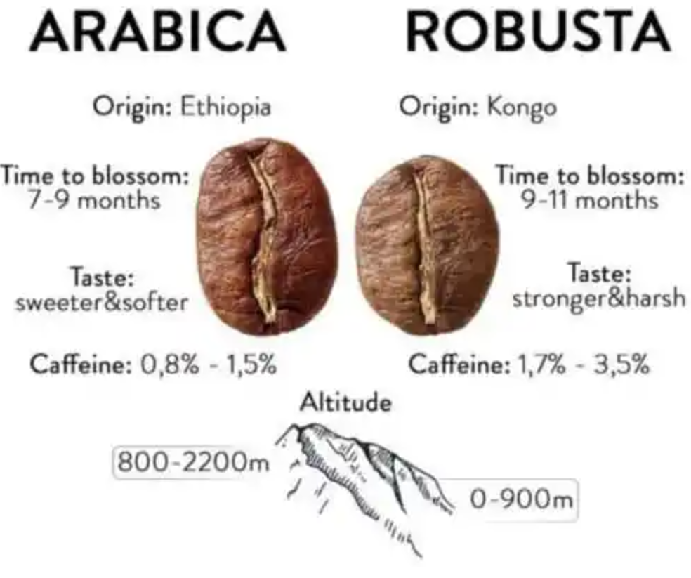 The Arabica Bean vice the Robusta Bean - what's the difference?